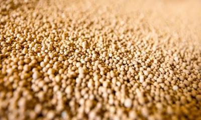 মধ্যপ্রাচ্যে যুদ্ধ: বাংলাদেশের কৃষি কি সংকটের মুখে?