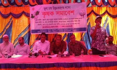 চুয়াডাঙ্গায় তুলা চাষে ঝুঁকছেন কৃষকরা: দামুড়হুদায় বিশাল সমাবেশ
