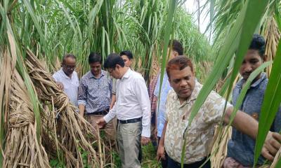 কৃষকদের স্বার্থ রক্ষা ও উৎপাদন বাড়াতে নানা উদ্যোগ নিয়েছে কেরু অ্যান্ড কোম্পানি