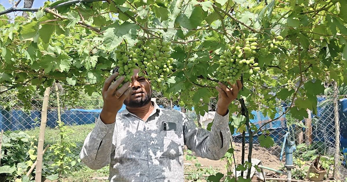 মহেশপুরে ছমির উদ্দিনের আঙুর বিপ্লব: সরকারি অবহেলায় উদ্যোক্তার ক্ষোভ