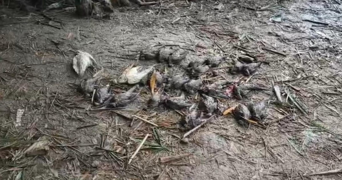 চুয়াডাঙ্গায় বিষ দিয়ে ২৯ পাখি হত্যা: বাবা-ছেলের বিরুদ্ধে বন বিভাগের মামলা