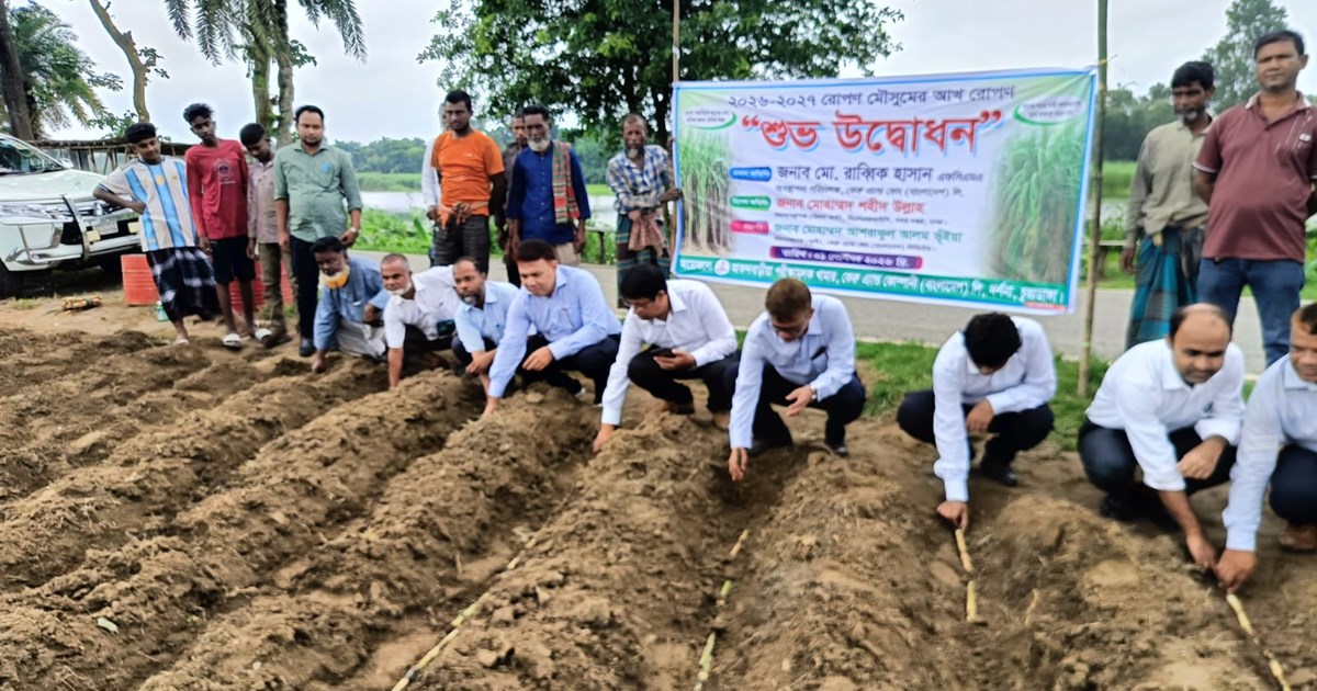কেরু অ্যান্ড কোম্পানিতে ৬ হাজার ৩০০ একর জমিতে আখ রোপণ শুরু